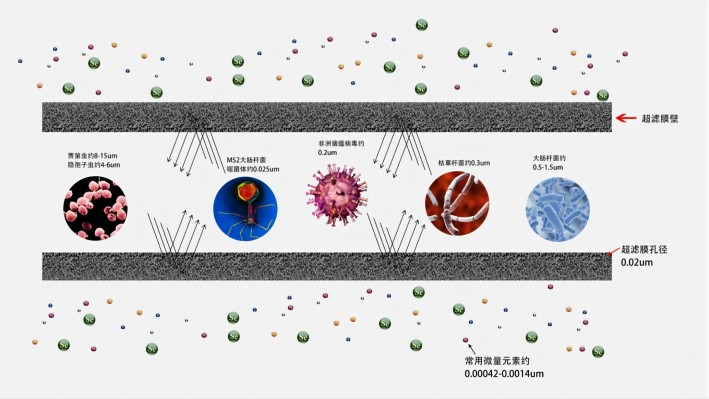 新為生物